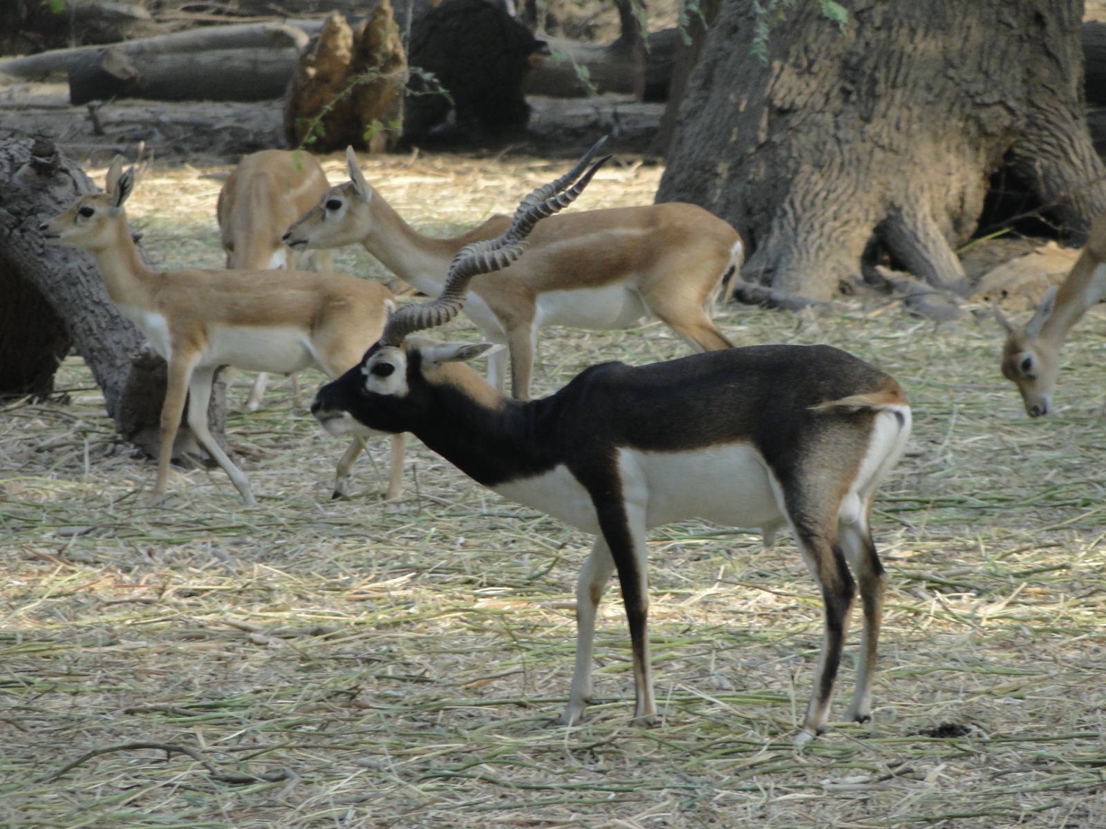Blackbuck Antelope