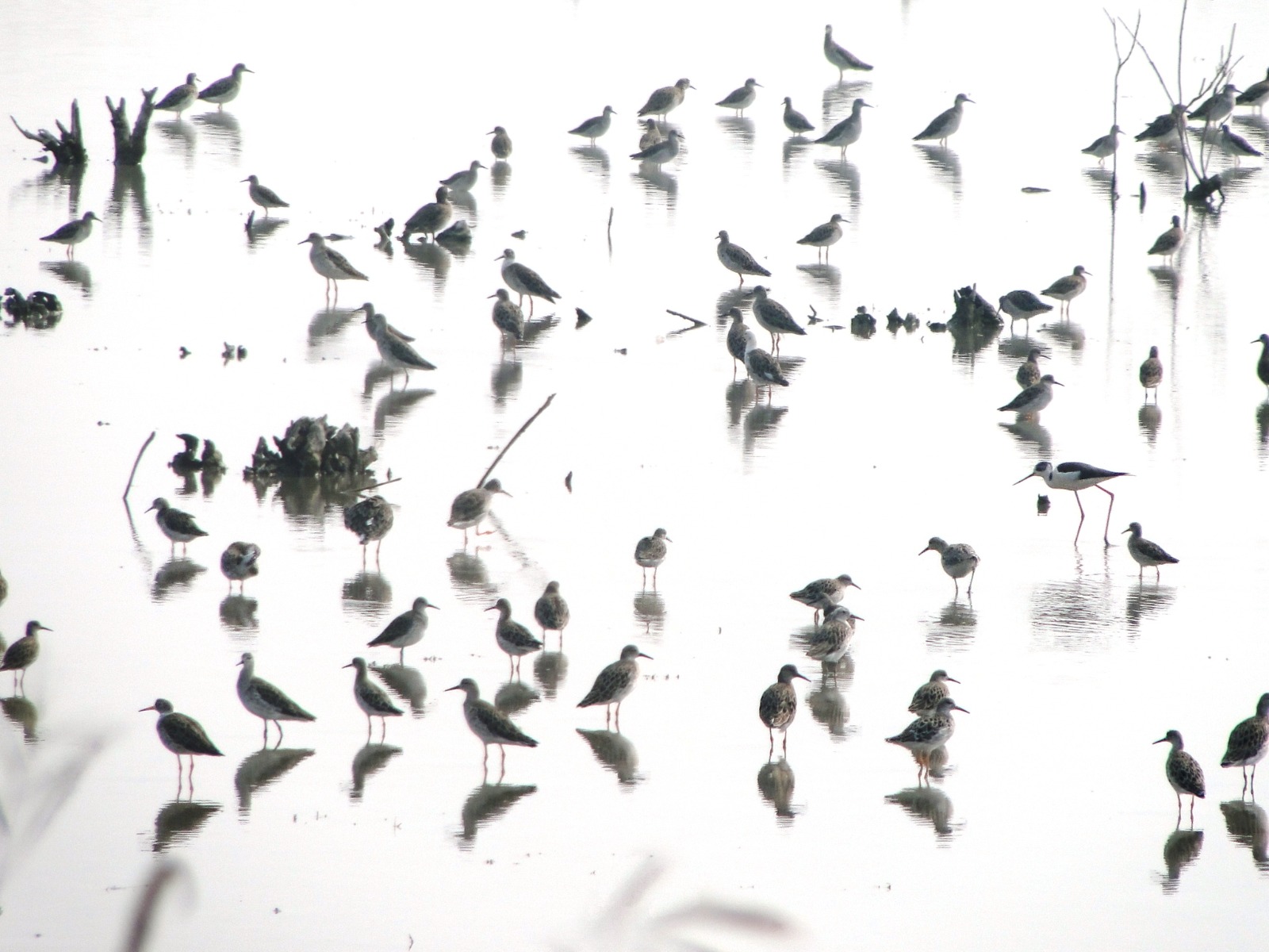 Waders