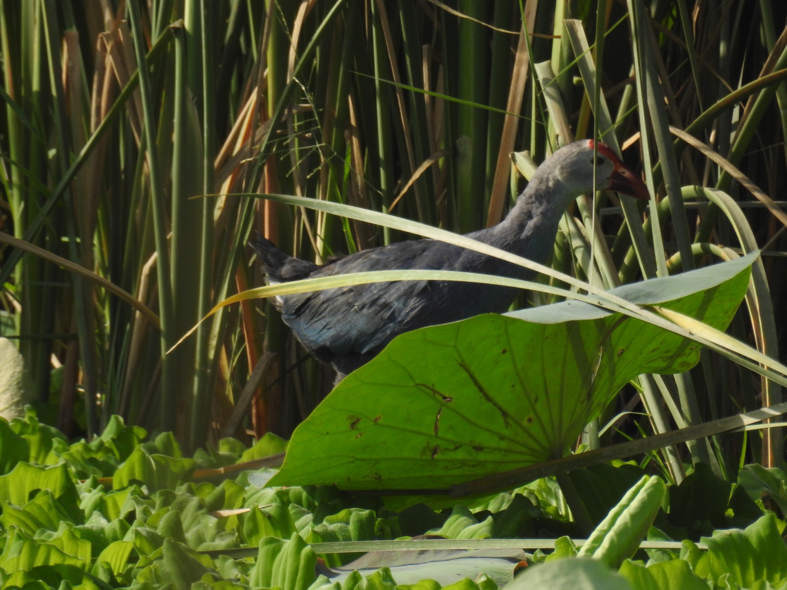 Wildlife