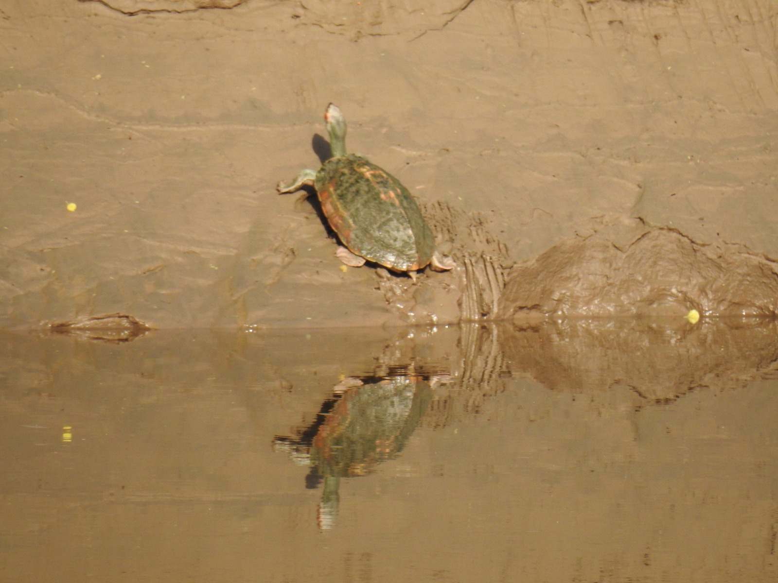 Wildlife
