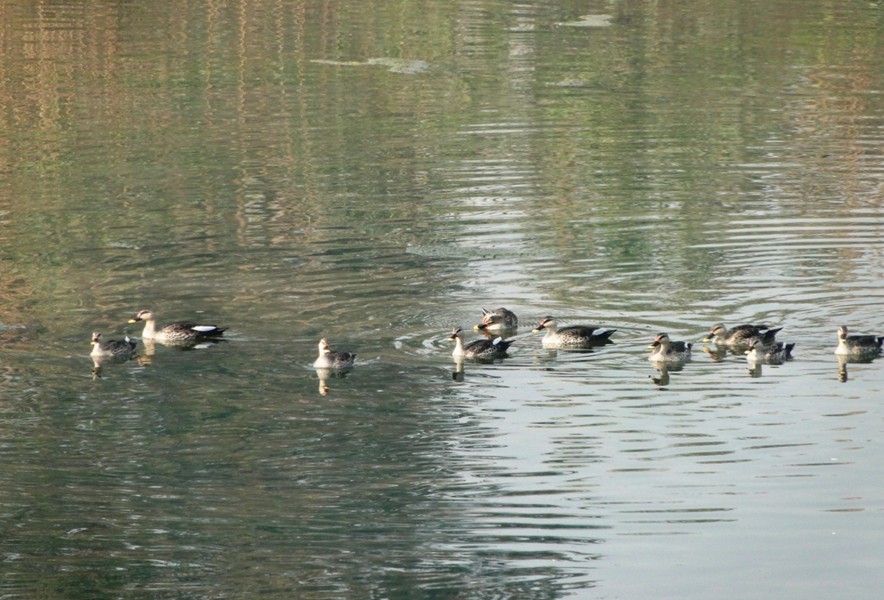 Birds 2