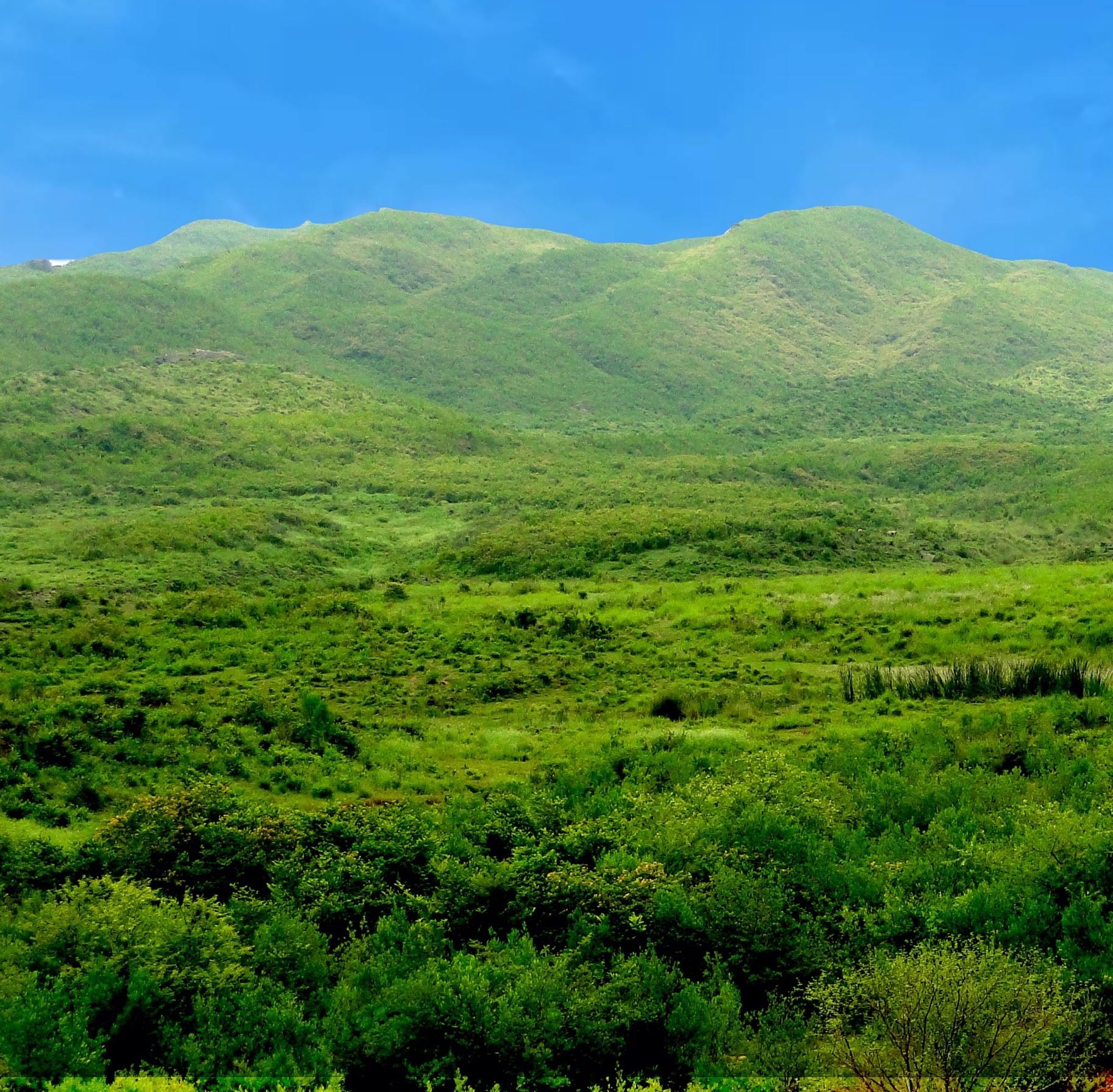 Botanical Garden View
