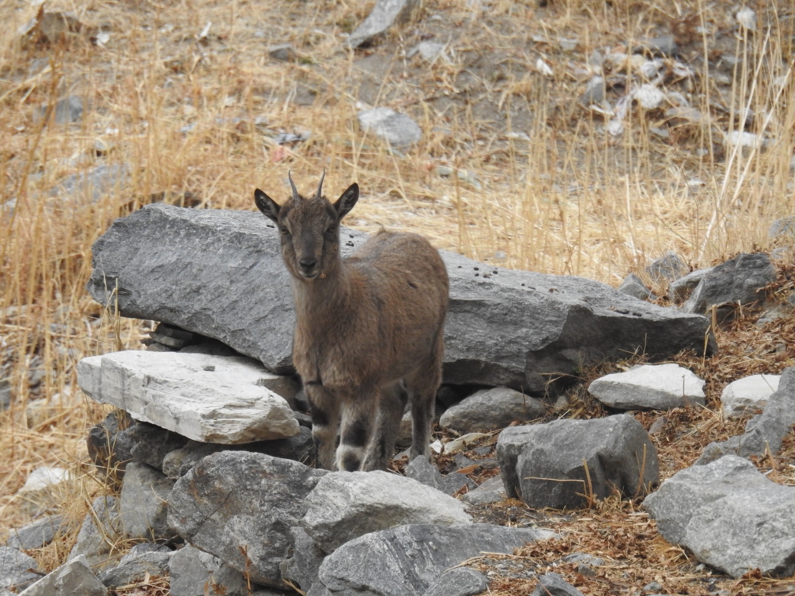 Markhor 3
