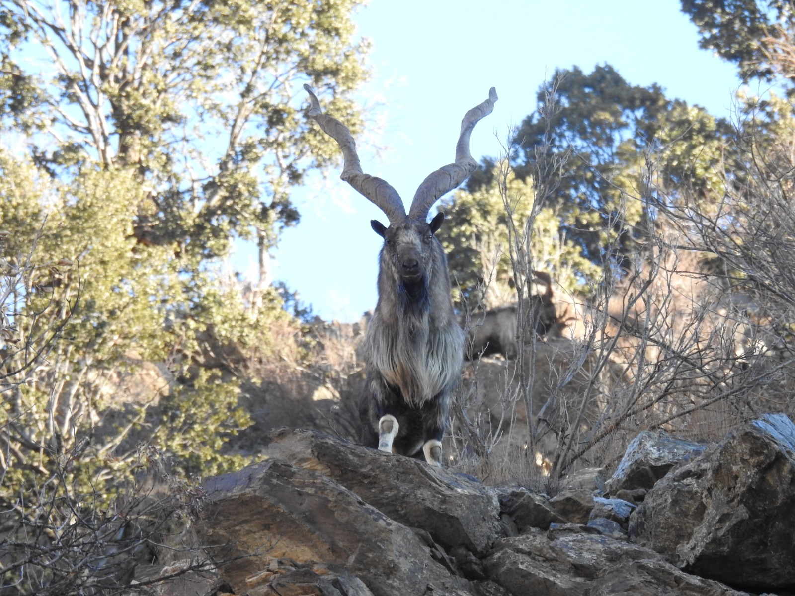 Markhor